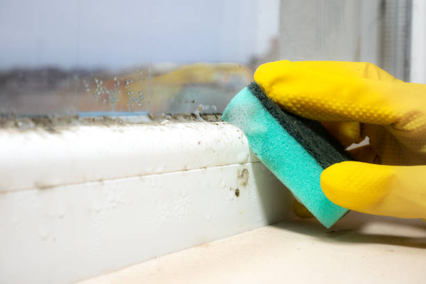 Best Attic Mold Removal  in North Riverside, IL